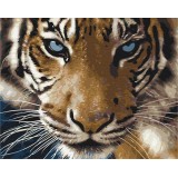 Картина за номерами Погляд тигра BS8767