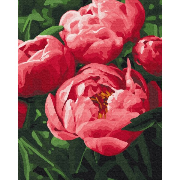 Картина за номерами Насичений колір півоній BS51711