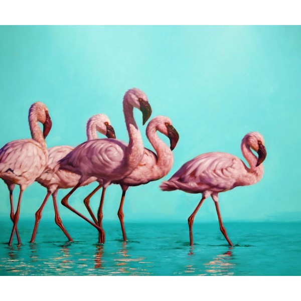 Зграя фламінго ©Lucia Heffernan CN5364L