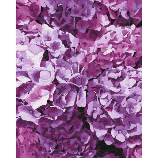 Картина за номерами Краса гортензій BS52750