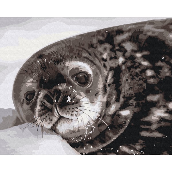 Тюленятко Ведделла © Сергій Глотов Тюленятко Ведделла © Сергій Глотов